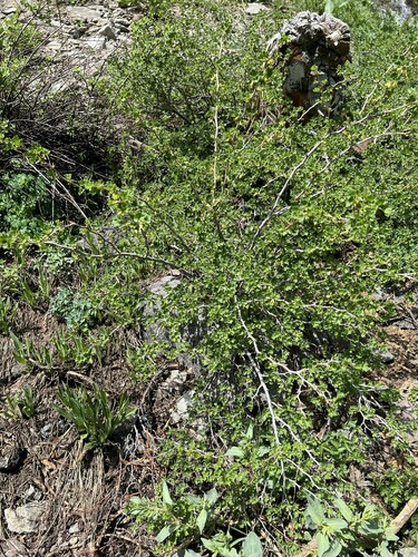 Image of Ribes lasianthum by (c) Steve Matson, some rights reserved (CC BY)