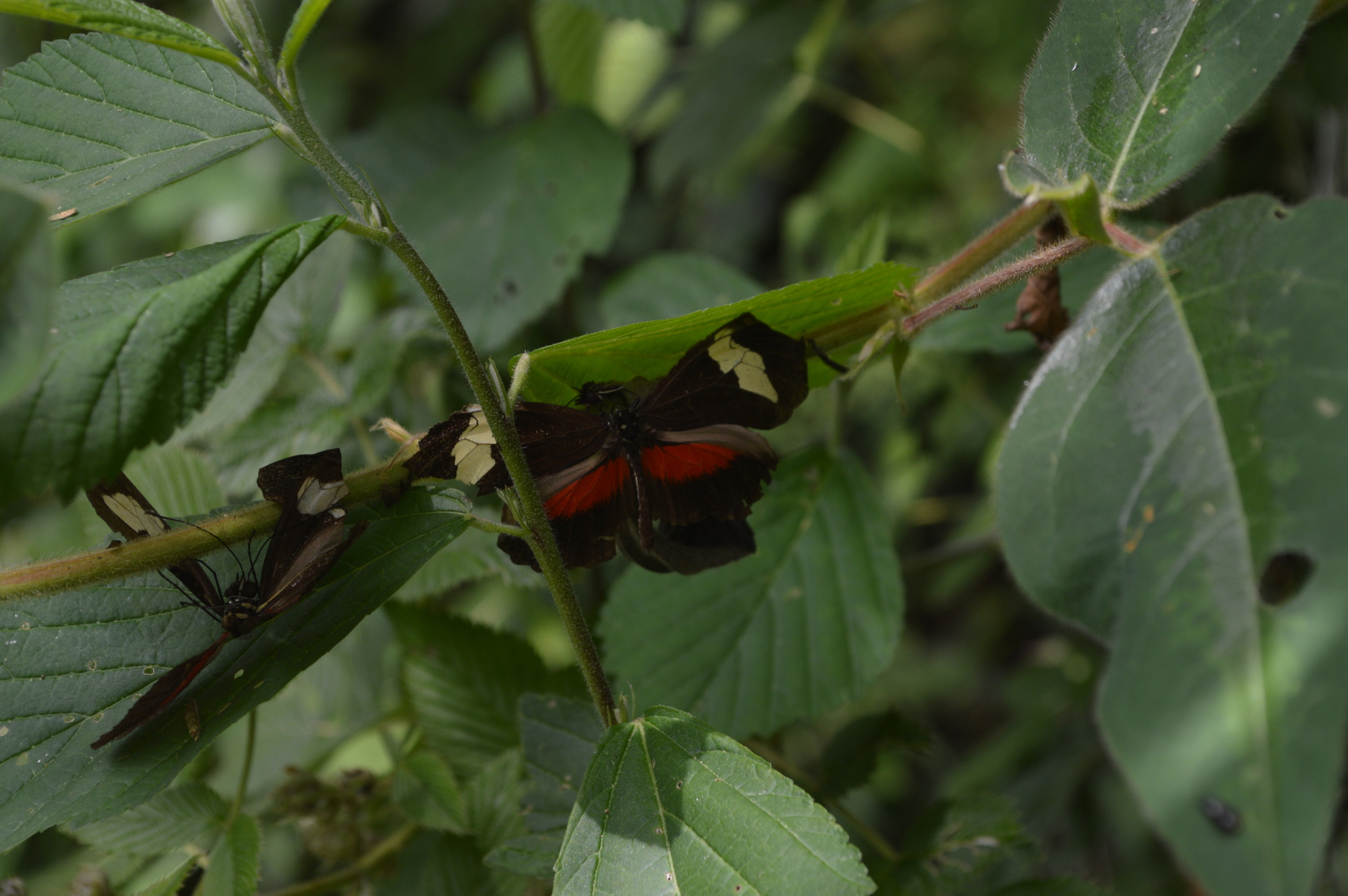 Heliconiinae image
