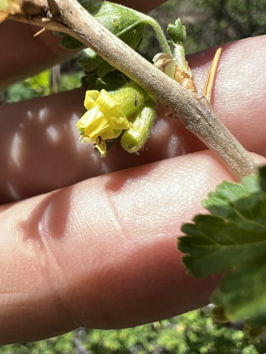 Image of Ribes lasianthum by (c) Steve Matson, some rights reserved (CC BY)