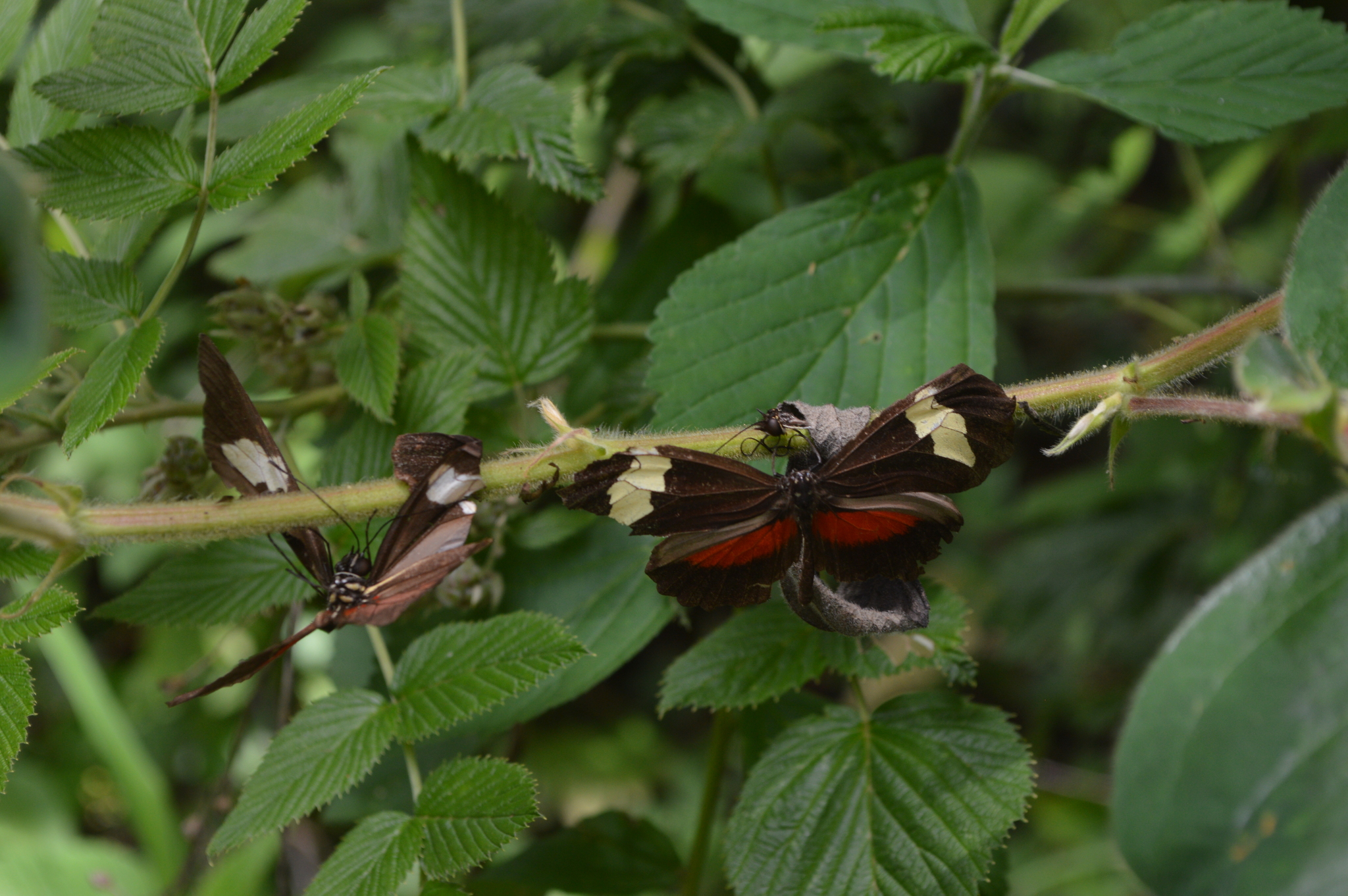 Heliconius image