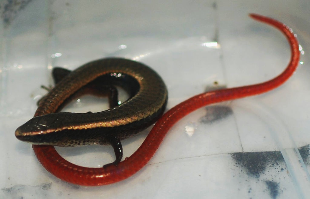 Gymnophthalminae