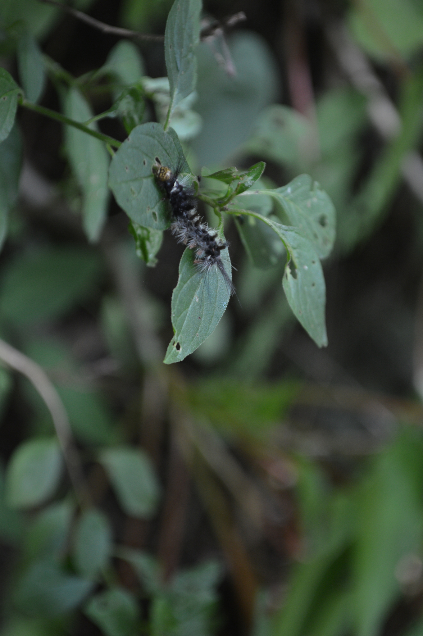 Carales astur image