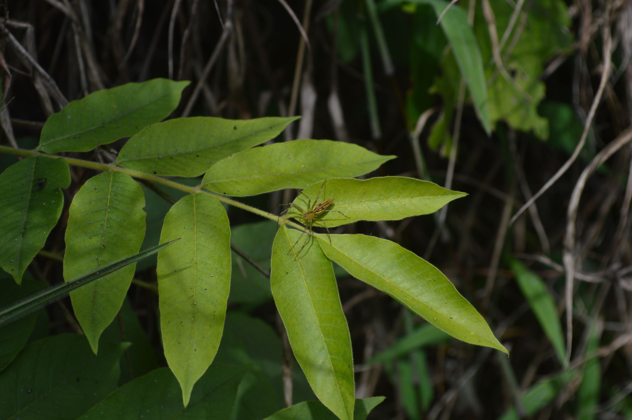Peucetia rubrolineata image