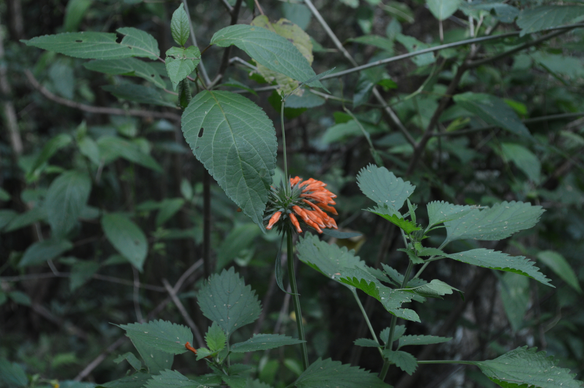 Lamiaceae image