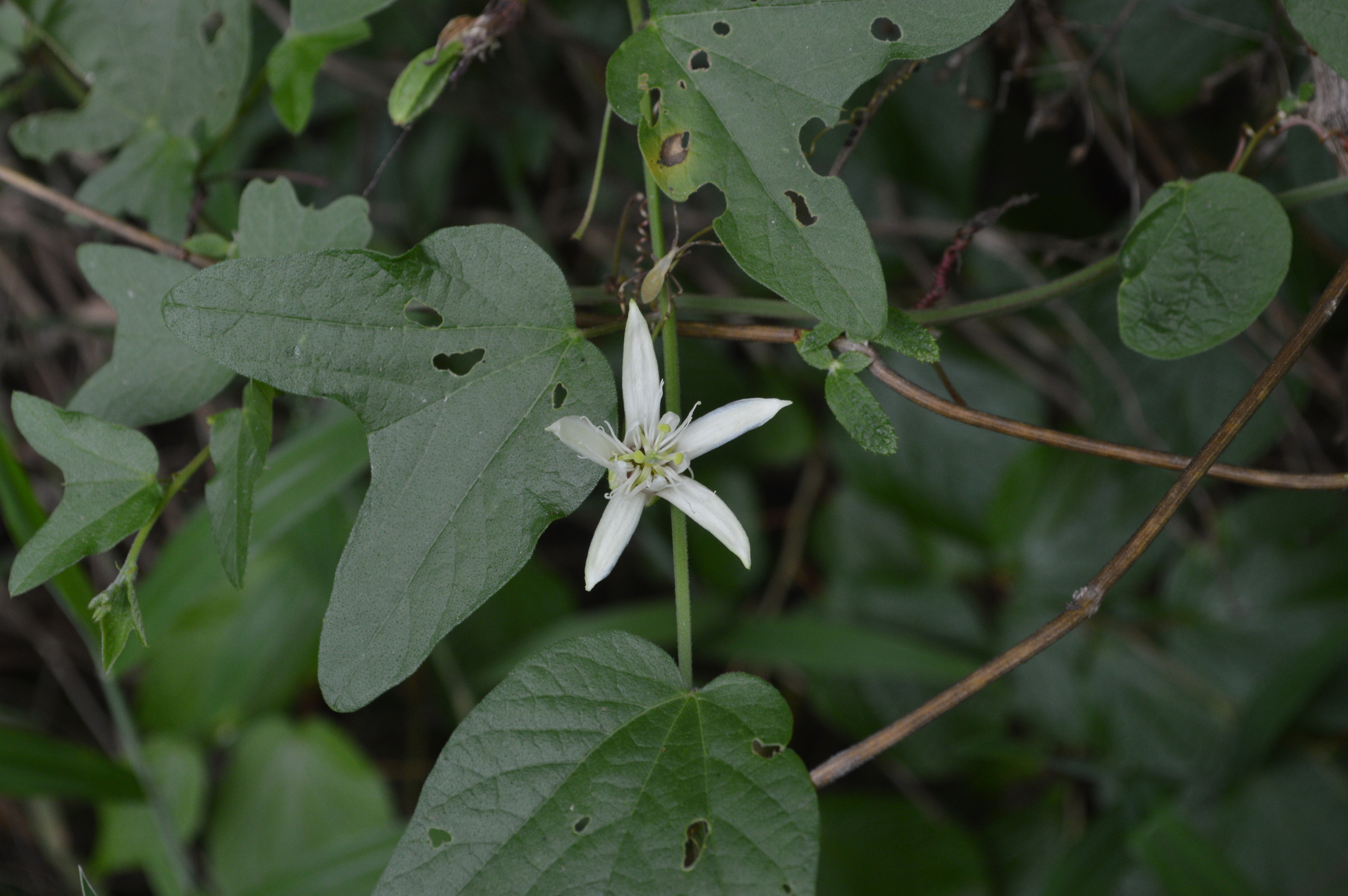 Passiflora cisnana image