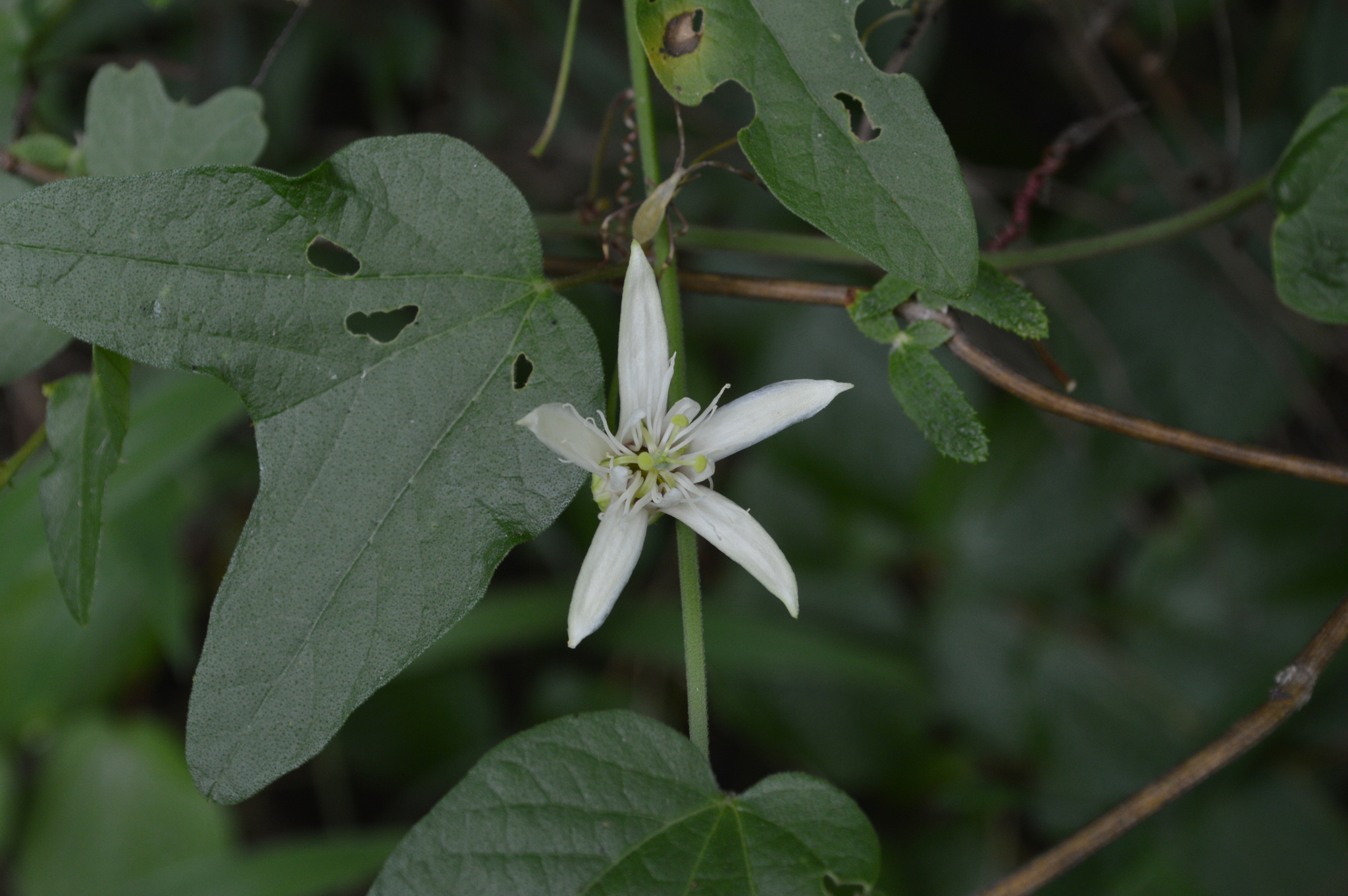 Passiflora image