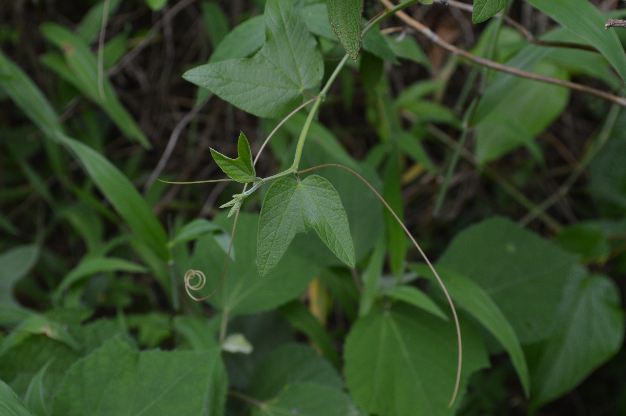 Passiflora cisnana image