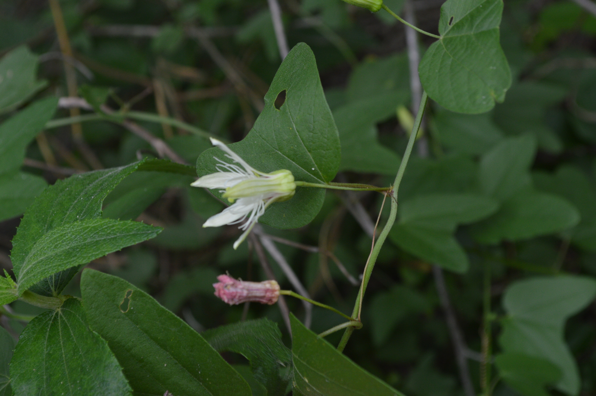 Passiflora cisnana image