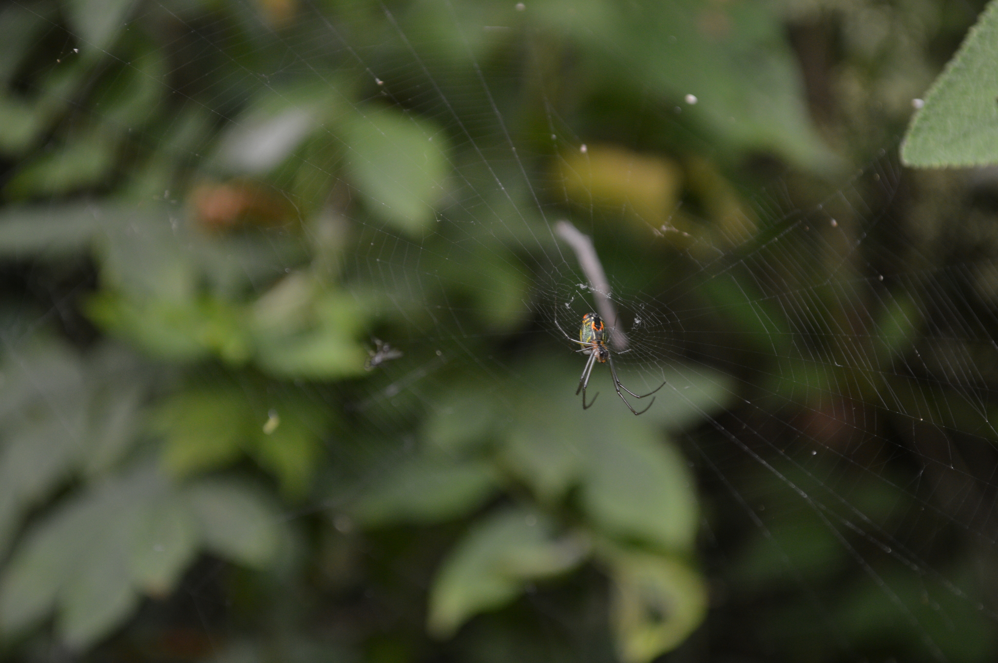 Leucauge mariana image