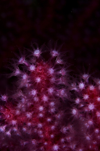 Violescent Sea-whip, photo 9 of 9