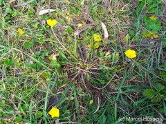 Ranunculus bulbosus