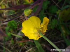 Ranunculus bulbosus
