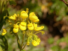 Calceolaria crenata