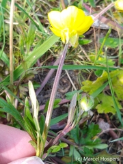 Ranunculus bulbosus