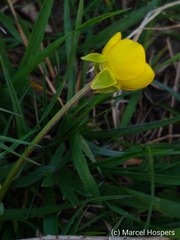 Ranunculus bulbosus