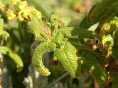 Calceolaria crenata