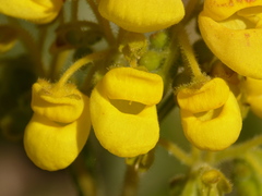 Calceolaria crenata