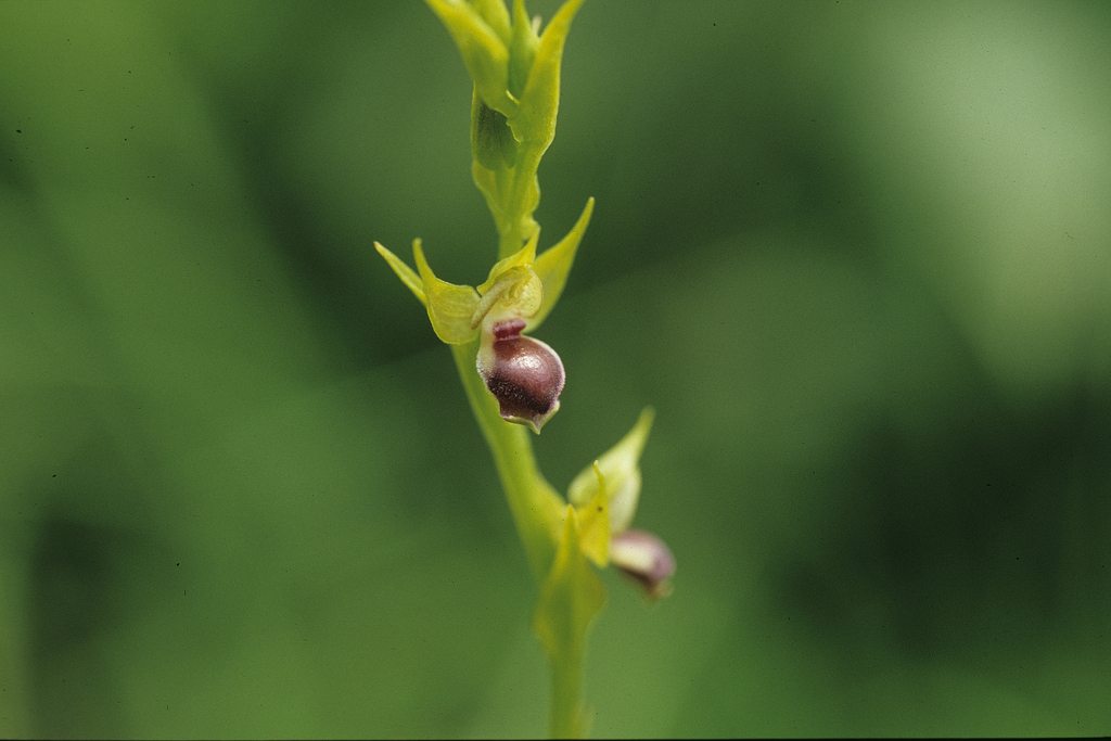 Neobolusia stolzii