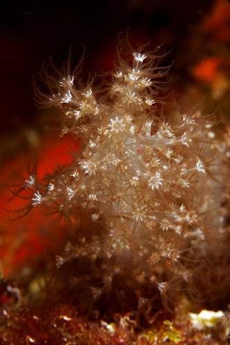 Representative image of Paralcyoniidae