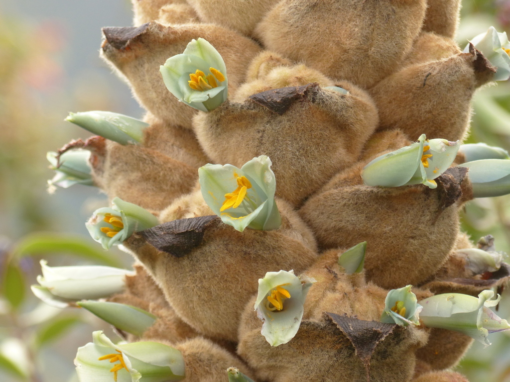 Puya glomerifera