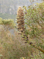Puya glomerifera