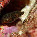 Connemarra Clingfish - Photo (c) João Pedro Silva, some rights reserved (CC BY-NC)