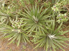 Puya glomerifera