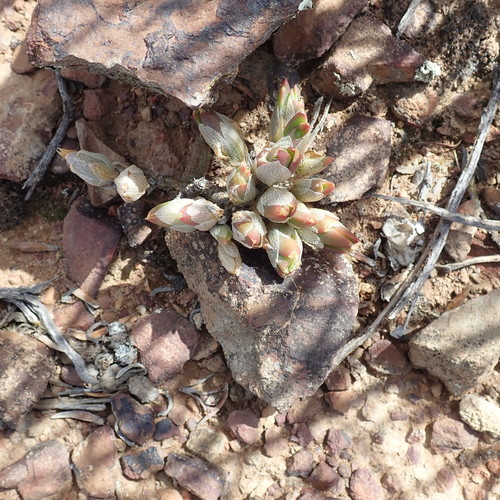 Image of Mesembryanthemum tortuosum by no rights reserved