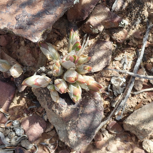 Image of Mesembryanthemum tortuosum by no rights reserved