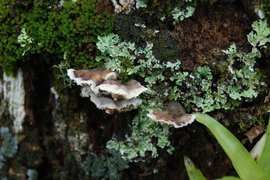 Gloeoporus dichrous · January 2024 · photo: © pietronovazzi (iNaturalist, cc-by)