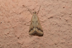 Achyra coelatalis