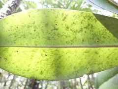 Oncostemum macrostachyum