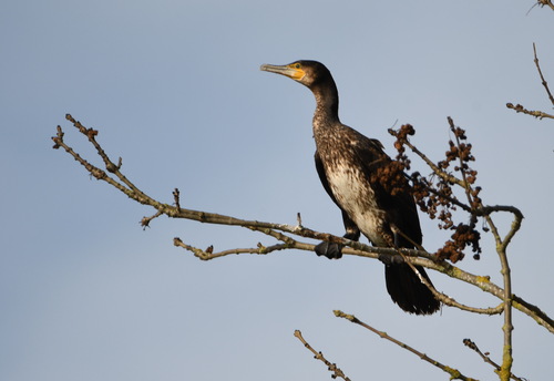 Grand Cormoran, jeune