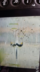 Phalacrocorax carbo