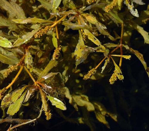 Potamogeton alpinus iNat (3)