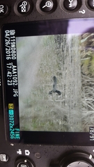 Fulica atra