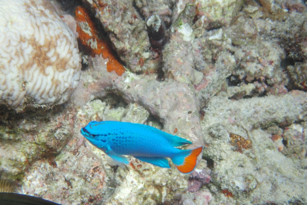 Blue Damsel-fish