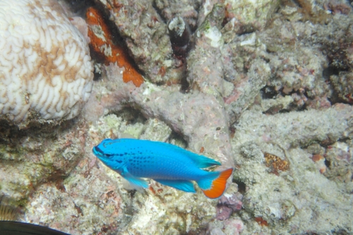 ルリスズメダイ