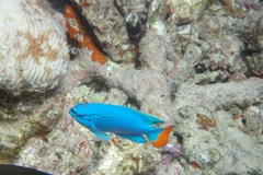 ルリスズメダイ