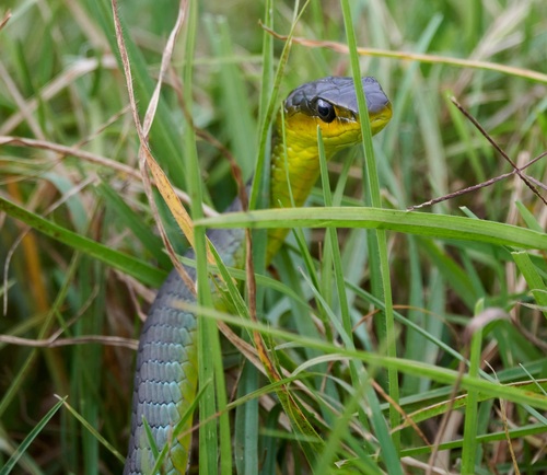 Common Tree Snake sighting