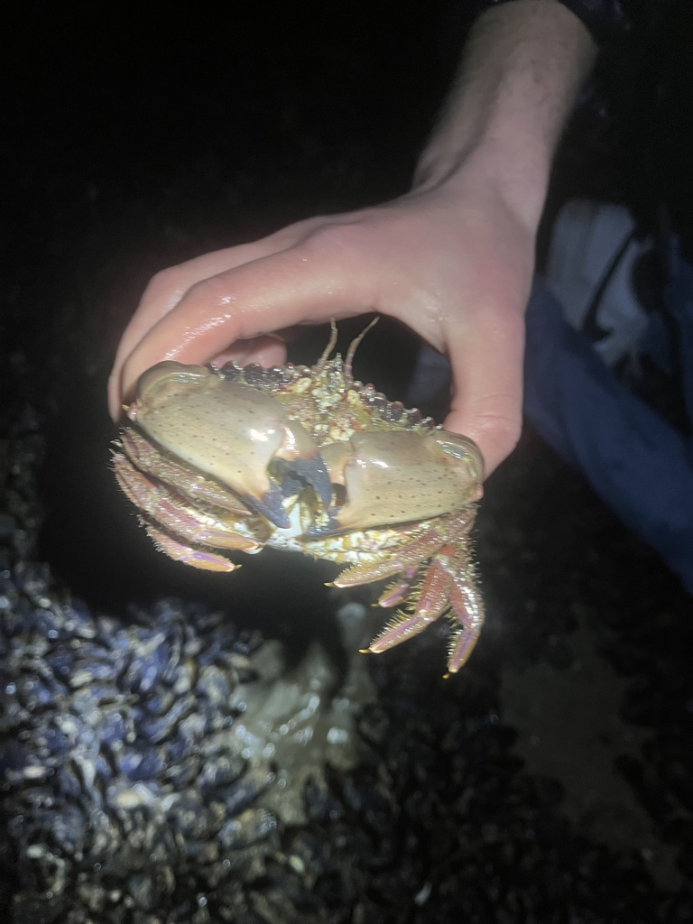 Photo of a Pacific Rock Crab