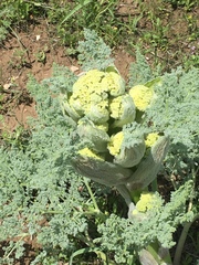Ferula