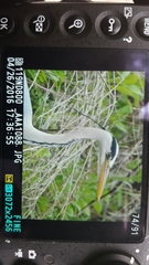 Ardea cinerea