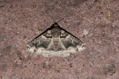 Pericyma atrifusa