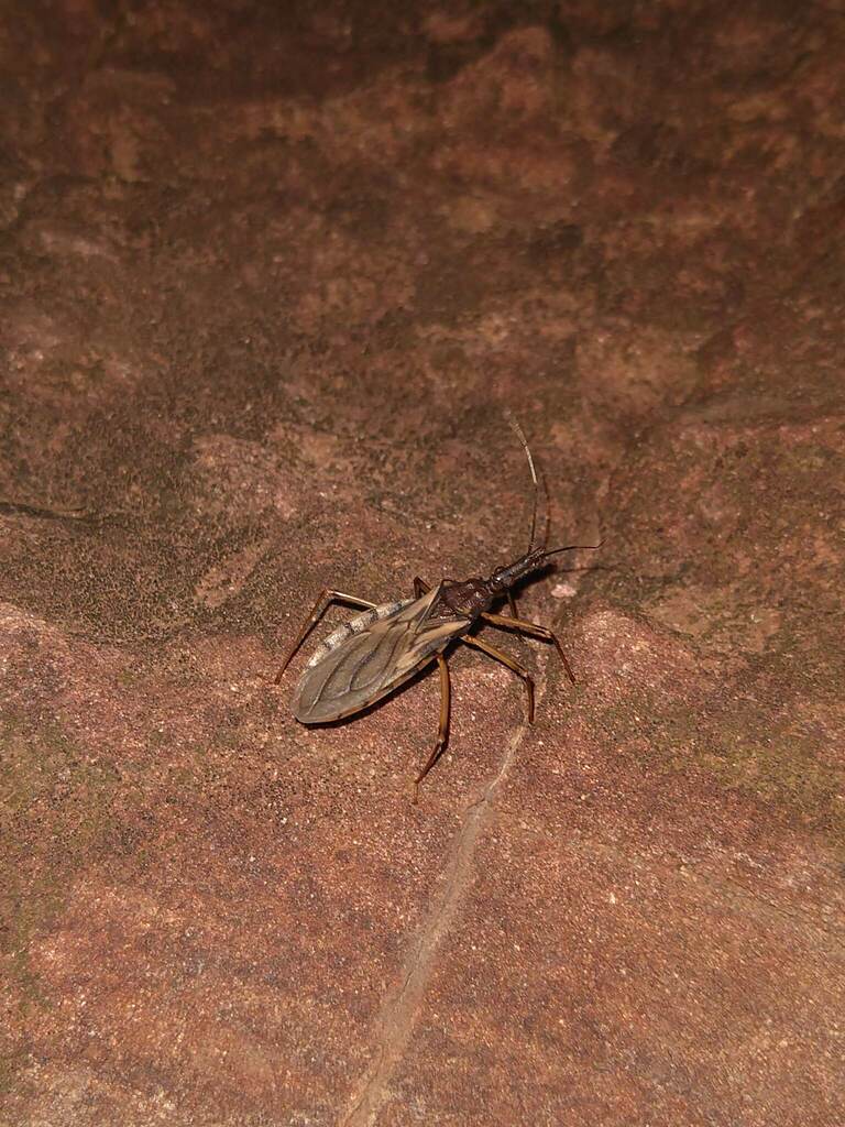 Triatoma matogrossensis