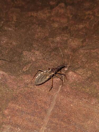 Triatoma matogrossensis