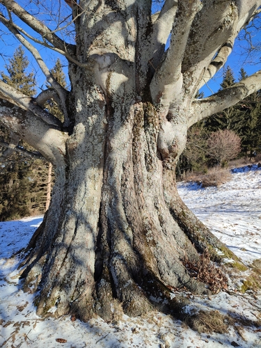 Mature beech in upland woodland