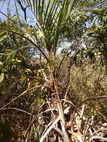 Butia paraguayensis, photograph 3