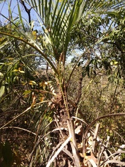 Butia paraguayensis, photograph (c) Thomaz Ricardo Favreto Sinani, some rights reserved (CC BY)