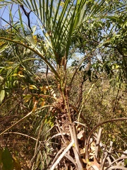 Butia paraguayensis, photograph (c) Thomaz Ricardo Favreto Sinani, some rights reserved (CC BY)
